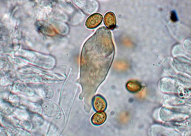 Agrocybe sororia s.l.